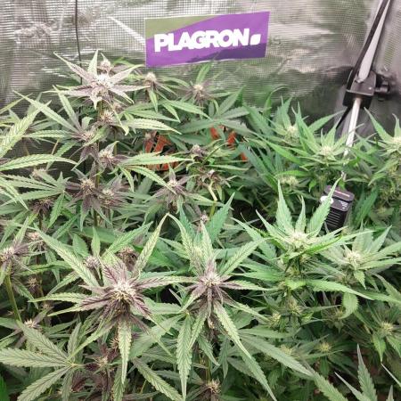 Purple Lemonade Auto RF3