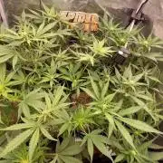 Purple Lemonade Auto RF3