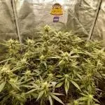 Second grow.