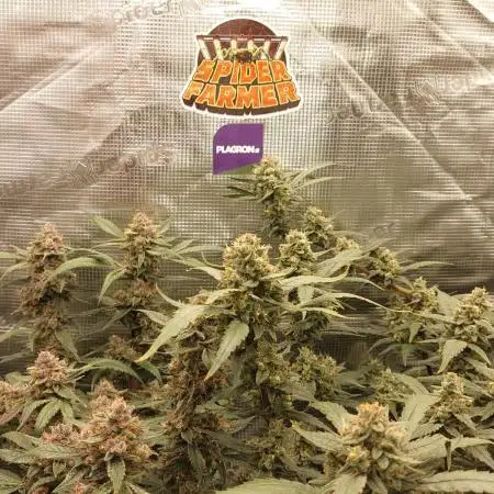 Second grow.