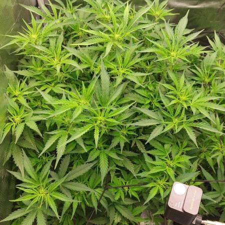 Gorilla Cookies Auto