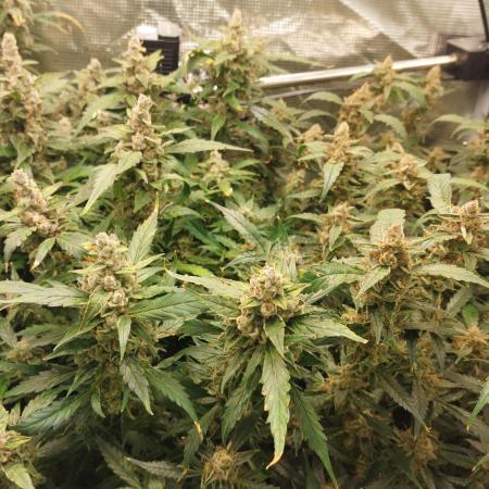 Gorilla Cookies Auto