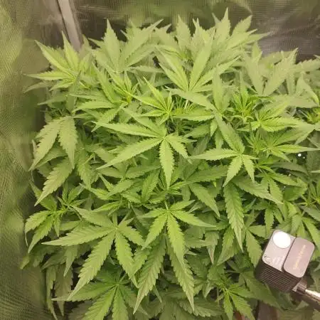 Gorilla Cookies Auto