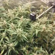 Gorilla Cookies Auto