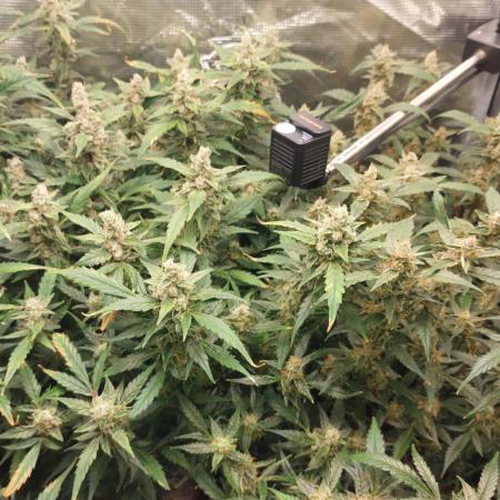 Gorilla Cookies Auto