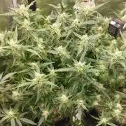 Gorilla Cookies Auto