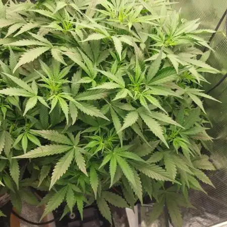 Gorilla Cookies Auto