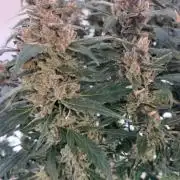 Gorilla Cookies Auto