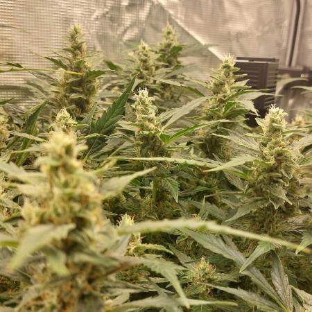 Gorilla Cookies Auto