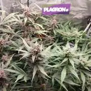 Purple Lemonade Auto RF3