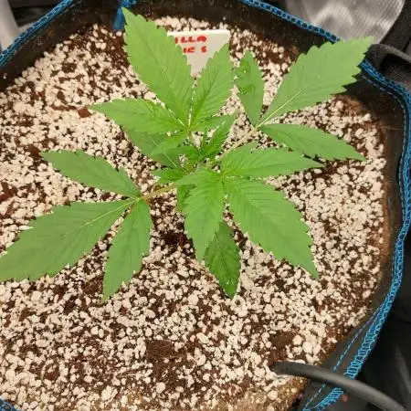 Gorilla Cookies Auto