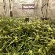 Gorilla Cookies Auto