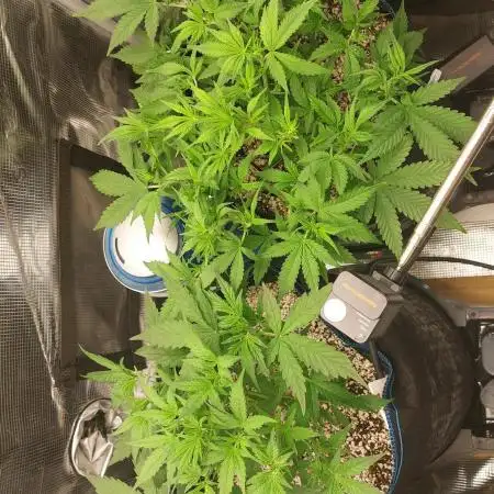 Gorilla Cookies Auto