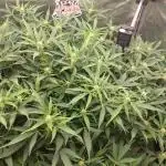 Gorilla Cookies Auto