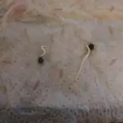 Sticky Broccoli Auto