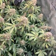 Sticky Broccoli Auto