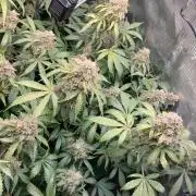 Sticky Broccoli Auto
