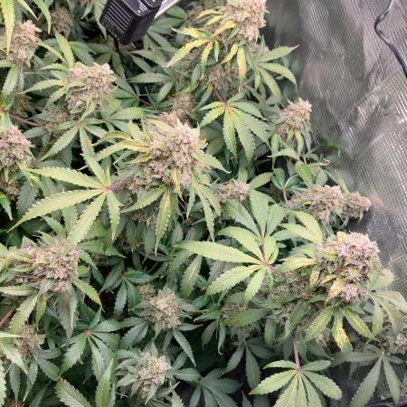 Sticky Broccoli Auto