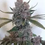 Frostbanger Auto. Second grow.