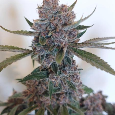 Frostbanger Auto. Second grow.