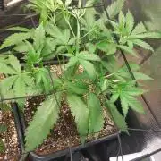 Purple Lemonade Auto RF3