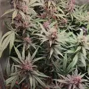 Purple Lemonade Auto RF3