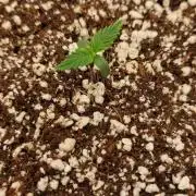 Skunk auto