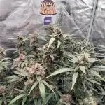 Frostbanger Auto. Second grow.