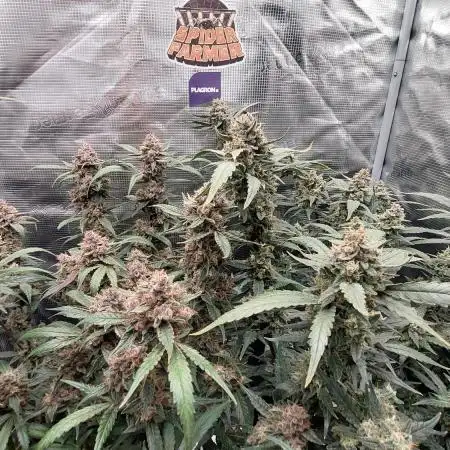Frostbanger Auto. Second grow.