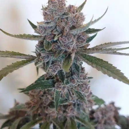 Frostbanger Auto. Second grow.