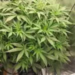 Gorilla Cookies Auto