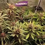 Purple Lemonade Auto RF3