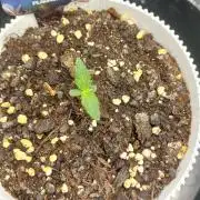 Sticky Broccoli Auto