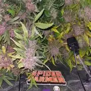 Purple Lemonade Auto RF3