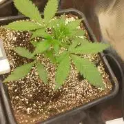 Purple Lemonade Auto RF3