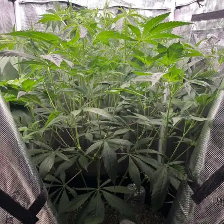 OG Kush