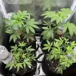 Rosin Grow