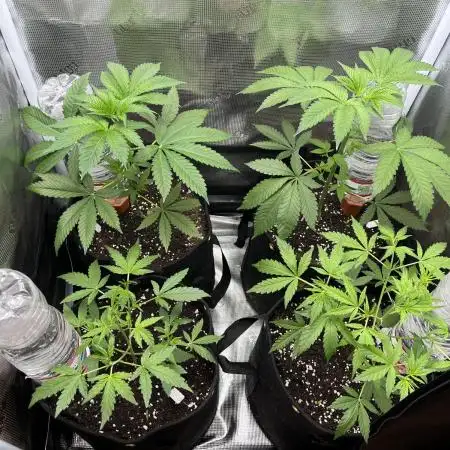 Rosin Grow