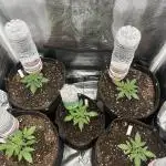 Rosin Grow