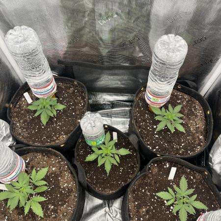 Rosin Grow