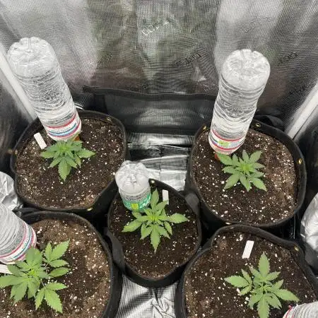 Rosin Grow