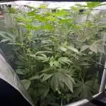 Rosin Grow