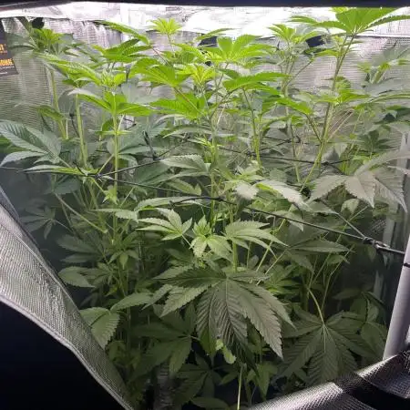 Rosin Grow