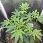 OG Kush