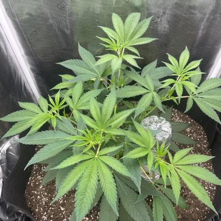 OG Kush
