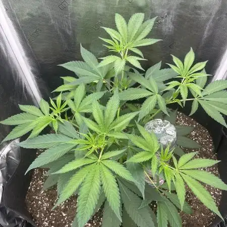 OG Kush