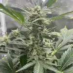 Rosin Grow