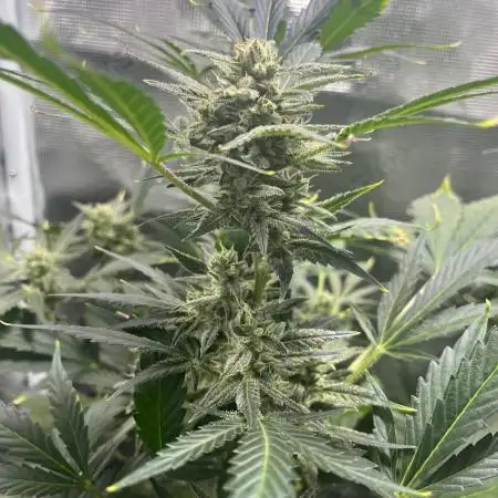 Rosin Grow