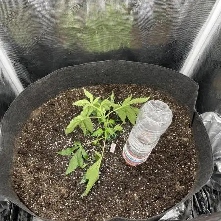 OG Kush