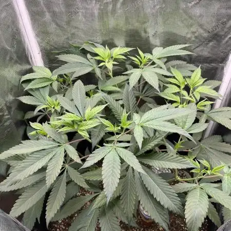 OG Kush